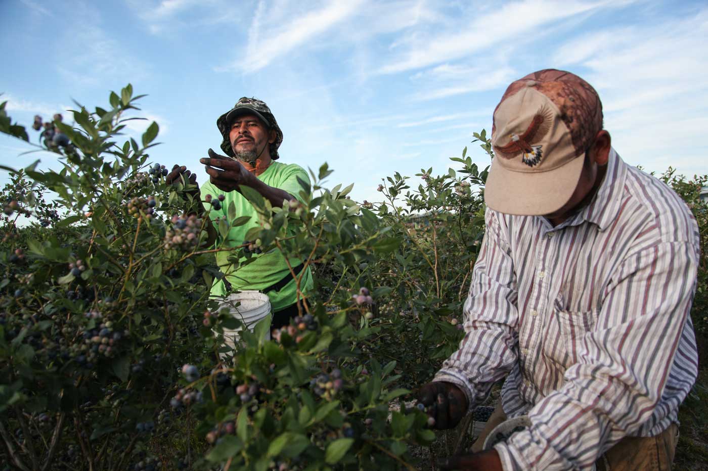 Berry Pickers Wanted in Bulgaria with Guaranteed Job & Relocation to Poland!