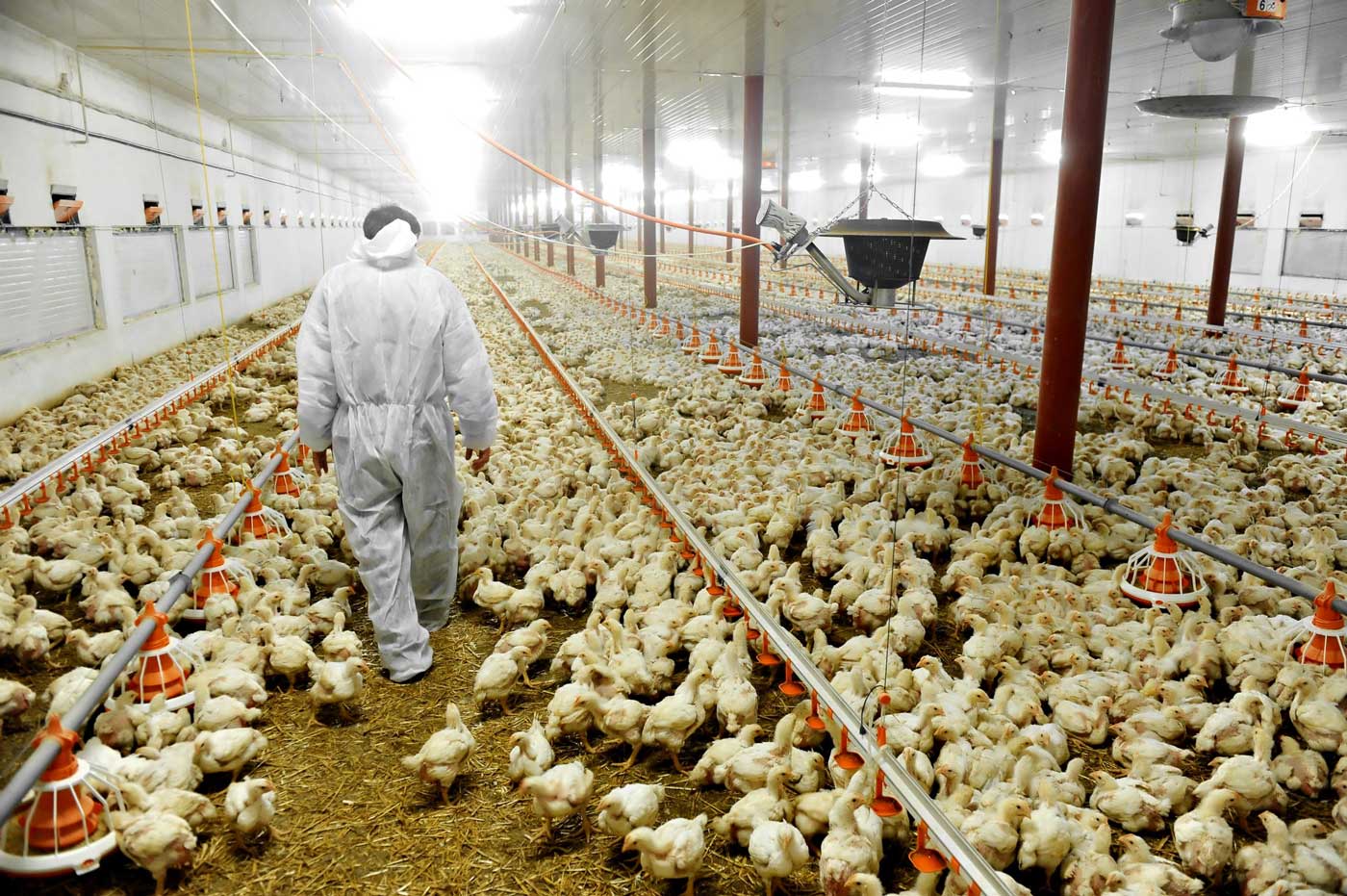 Work at Chicken Factory